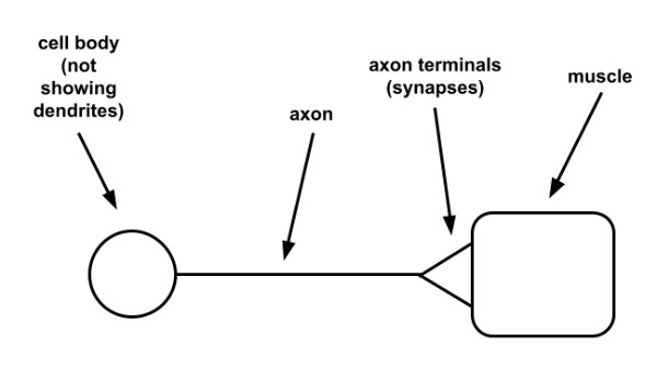 Fig. 1. Nerve cell abstraction with muscle junction.